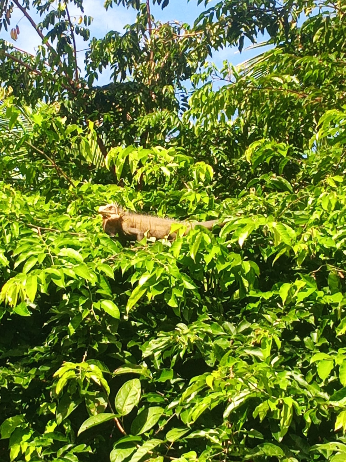 A green iguana resting in the canopy along the river